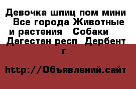 Девочка шпиц пом мини - Все города Животные и растения » Собаки   . Дагестан респ.,Дербент г.